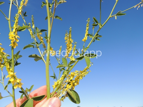 sweetclover, yellow